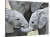 African Elephant Calves (Loxodonta Africana) Holding Trunks, Tanzania-null-Stretched Canvas