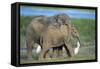 African Elephant Calves Playing-null-Framed Stretched Canvas