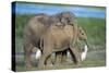 African Elephant Calves Playing-null-Stretched Canvas