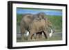 African Elephant Calves Playing-null-Framed Premium Photographic Print