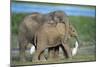 African Elephant Calves Playing-null-Mounted Premium Photographic Print