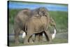 African Elephant Calves Playing-null-Stretched Canvas