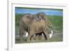 African Elephant Calves Playing-null-Framed Photographic Print