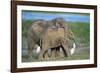 African Elephant Calves Playing-null-Framed Photographic Print