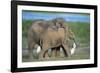 African Elephant Calves Playing-null-Framed Photographic Print