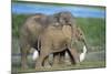 African Elephant Calves Playing-null-Mounted Photographic Print