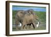 African Elephant Calves Playing-null-Framed Photographic Print
