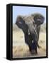 African Elephant, Charging Abstract, Etosha National Park, Namibia-Tony Heald-Framed Stretched Canvas