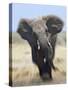 African Elephant, Charging Abstract, Etosha National Park, Namibia-Tony Heald-Stretched Canvas