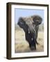 African Elephant, Charging Abstract, Etosha National Park, Namibia-Tony Heald-Framed Photographic Print