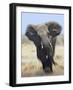 African Elephant, Charging Abstract, Etosha National Park, Namibia-Tony Heald-Framed Photographic Print