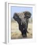 African Elephant, Charging Abstract, Etosha National Park, Namibia-Tony Heald-Framed Photographic Print