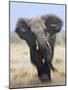 African Elephant, Charging Abstract, Etosha National Park, Namibia-Tony Heald-Mounted Photographic Print