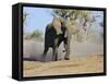African Elephant Charging, Chobe National Park, Botswana-Tony Heald-Framed Stretched Canvas