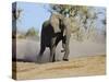 African Elephant Charging, Chobe National Park, Botswana-Tony Heald-Stretched Canvas