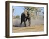 African Elephant Charging, Chobe National Park, Botswana-Tony Heald-Framed Photographic Print