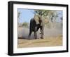 African Elephant Charging, Chobe National Park, Botswana-Tony Heald-Framed Photographic Print