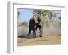 African Elephant Charging, Chobe National Park, Botswana-Tony Heald-Framed Photographic Print