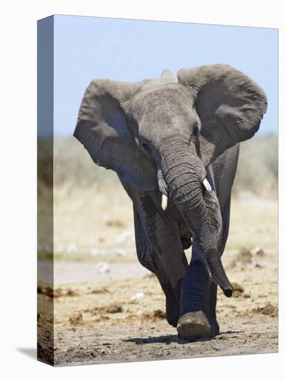 African Elephant, Charging, Etosha National Park, Namibia-Tony Heald-Stretched Canvas