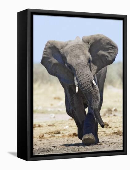 African Elephant, Charging, Etosha National Park, Namibia-Tony Heald-Framed Stretched Canvas
