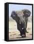 African Elephant, Charging, Etosha National Park, Namibia-Tony Heald-Framed Stretched Canvas