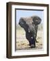 African Elephant, Charging, Etosha National Park, Namibia-Tony Heald-Framed Premium Photographic Print