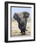 African Elephant, Charging, Etosha National Park, Namibia-Tony Heald-Framed Premium Photographic Print