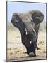 African Elephant, Charging, Etosha National Park, Namibia-Tony Heald-Mounted Premium Photographic Print