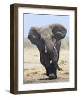 African Elephant, Charging, Etosha National Park, Namibia-Tony Heald-Framed Photographic Print