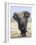 African Elephant, Charging, Etosha National Park, Namibia-Tony Heald-Framed Photographic Print