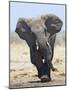 African Elephant, Charging, Etosha National Park, Namibia-Tony Heald-Mounted Photographic Print