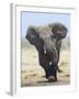 African Elephant, Charging, Etosha National Park, Namibia-Tony Heald-Framed Photographic Print