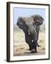 African Elephant, Charging, Etosha National Park, Namibia-Tony Heald-Framed Photographic Print