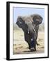 African Elephant, Charging, Etosha National Park, Namibia-Tony Heald-Framed Photographic Print