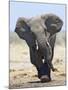African Elephant, Charging, Etosha National Park, Namibia-Tony Heald-Mounted Photographic Print