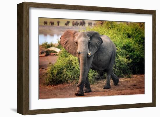 African elephant, Chobe National Park, Botswana, Africa-Karen Deakin-Framed Photographic Print