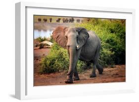 African elephant, Chobe National Park, Botswana, Africa-Karen Deakin-Framed Photographic Print