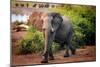 African elephant, Chobe National Park, Botswana, Africa-Karen Deakin-Mounted Photographic Print
