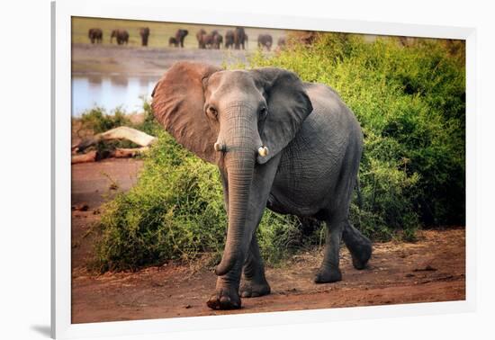 African elephant, Chobe National Park, Botswana, Africa-Karen Deakin-Framed Photographic Print