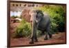 African elephant, Chobe National Park, Botswana, Africa-Karen Deakin-Framed Photographic Print