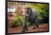 African elephant, Chobe National Park, Botswana, Africa-Karen Deakin-Framed Photographic Print