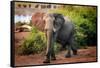 African elephant, Chobe National Park, Botswana, Africa-Karen Deakin-Framed Stretched Canvas