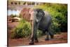 African elephant, Chobe National Park, Botswana, Africa-Karen Deakin-Stretched Canvas