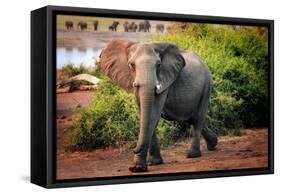 African elephant, Chobe National Park, Botswana, Africa-Karen Deakin-Framed Stretched Canvas