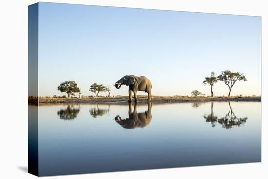 African Elephant, Chobe National Park, Botswana-Paul Souders-Stretched Canvas