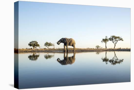 African Elephant, Chobe National Park, Botswana-Paul Souders-Stretched Canvas