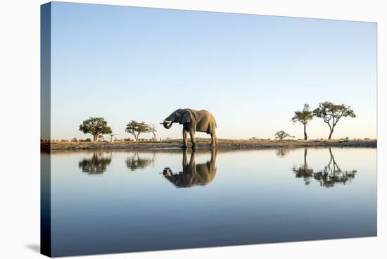 African Elephant, Chobe National Park, Botswana-Paul Souders-Stretched Canvas