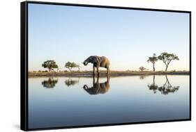 African Elephant, Chobe National Park, Botswana-Paul Souders-Framed Stretched Canvas