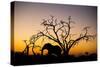 African Elephant, Chobe National Park, Botswana-Paul Souders-Stretched Canvas