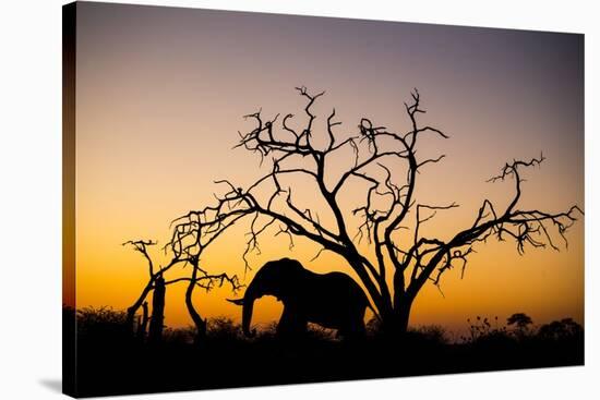 African Elephant, Chobe National Park, Botswana-Paul Souders-Stretched Canvas